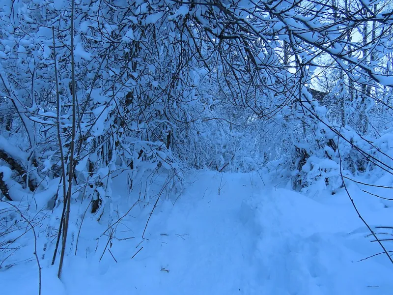 Snowshoes at the Shrine Gate: A Quiet Winter Walk on Kiso-Ontake's Lower Slopes